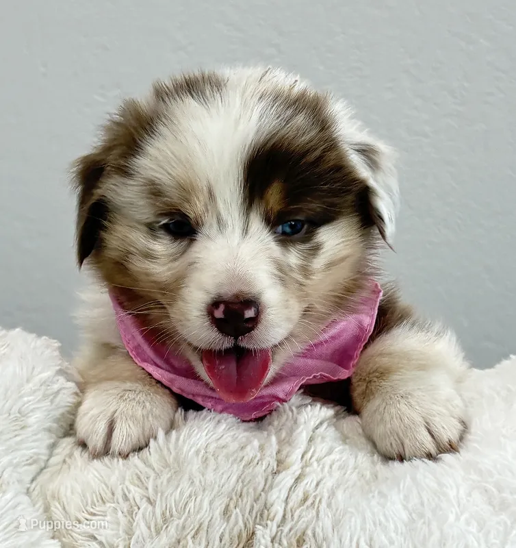 Penny Loafer – Australian Shepherd puppy for sale in Benicia, CA