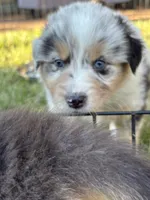 Monterey, a male Australian Shepherd for sale in Benicia, CA – 5 of 7