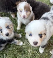 Penny Loafer, a female Australian Shepherd for sale in Benicia, CA – 4 of 10