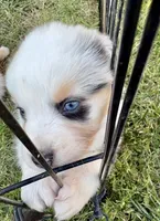 Malibu Aussie, a female Australian Shepherd for sale in Benicia, CA – 7 of 8