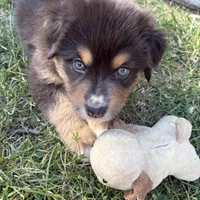 Berkeley, a female Australian Shepherd for sale in Benicia, CA – 4 of 8