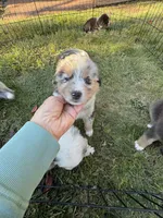 Penny Loafer, a female Australian Shepherd for sale in Benicia, CA – 9 of 10