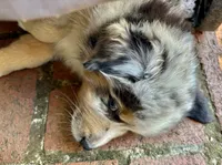Monterey, a male Australian Shepherd for sale in Benicia, CA – 6 of 7