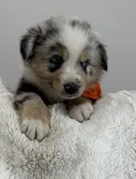 Zuma, a male Australian Shepherd for sale in Benicia, CA – 2 of 6