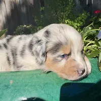 Monterey, a male Australian Shepherd for sale in Benicia, CA – 7 of 7
