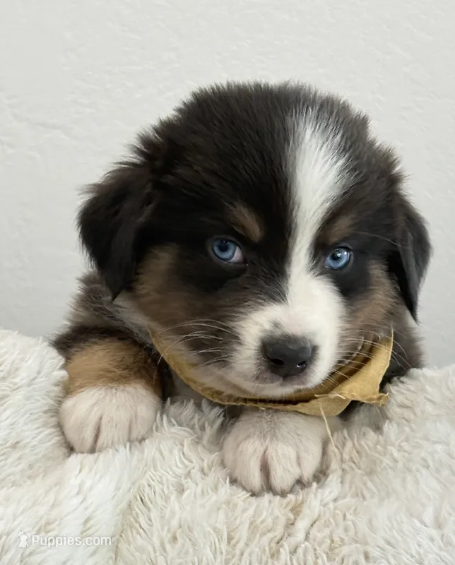 Vallejo – Australian Shepherd puppy for sale in Benicia, CA