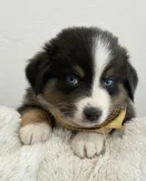 Vallejo, a male Australian Shepherd for sale in Benicia, CA – 1 of 10