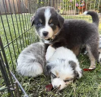 Vallejo, a male Australian Shepherd for sale in Benicia, CA – 7 of 10