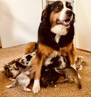 Vallejo, a male Australian Shepherd for sale in Benicia, CA – 9 of 10