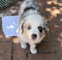 Malibu Aussie, a female Australian Shepherd for sale in Benicia, CA – 3 of 8