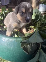 Tahoe, a male Australian Shepherd for sale in Benicia, CA – 7 of 9