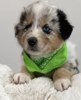 Monterey, a male Australian Shepherd for sale in Benicia, CA – 3 of 7