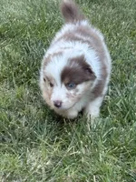 Penny Loafer, a female Australian Shepherd for sale in Benicia, CA – 6 of 10