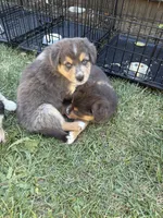 Tahoe, a male Australian Shepherd for sale in Benicia, CA – 8 of 9