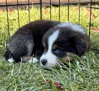 Vallejo, a male Australian Shepherd for sale in Benicia, CA – 2 of 10