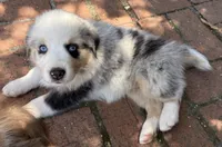 Malibu Aussie, a female Australian Shepherd for sale in Benicia, CA – 5 of 8