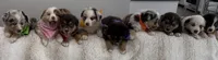 Vallejo, a male Australian Shepherd for sale in Benicia, CA – 10 of 10