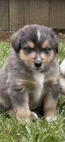 Tahoe, a male Australian Shepherd for sale in Benicia, CA – 2 of 9