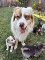 Penny Loafer, a female Australian Shepherd for sale in Benicia, CA – 2 of 10