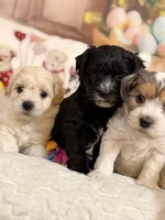 Mocha, a male Coton de Tulear and Poodle - Miniature  for sale in Dickerson, MD – Photo 8 of 10