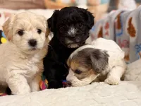 Mocha, a male Coton de Tulear and Poodle - Miniature  for sale in Dickerson, MD – Photo 7 of 10