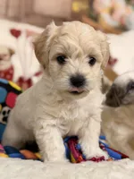 Mocha, a male Coton de Tulear and Poodle - Miniature  for sale in Dickerson, MD – Photo 3 of 10