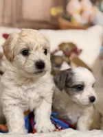 Mocha, a male Coton de Tulear and Poodle - Miniature  for sale in Dickerson, MD – Photo 5 of 10