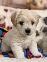 Mocha, a male Coton de Tulear and Poodle - Miniature  for sale in Dickerson, MD – Photo 1 of 10