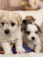 Mocha, a male Coton de Tulear and Poodle - Miniature  for sale in Dickerson, MD – Photo 4 of 10