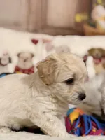 Mocha, a male Coton de Tulear and Poodle - Miniature  for sale in Dickerson, MD – Photo 6 of 10