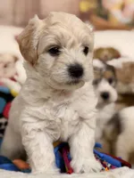 Mocha, a male Coton de Tulear and Poodle - Miniature  for sale in Dickerson, MD – Photo 2 of 10