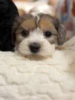 Cappuccino , a male Coton de Tulear and Poodle - Miniature  for sale in Dickerson, MD – Photo 6 of 10
