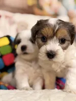 Cappuccino , a male Coton de Tulear and Poodle - Miniature  for sale in Dickerson, MD – Photo 4 of 10