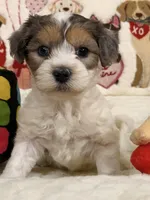 Cappuccino , a male Coton de Tulear and Poodle - Miniature  for sale in Dickerson, MD – Photo 1 of 10