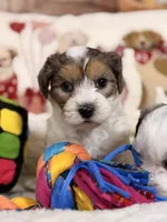 Cappuccino , a male Coton de Tulear and Poodle - Miniature  for sale in Dickerson, MD – Photo 10 of 10