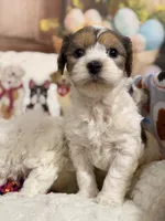 Cappuccino , a male Coton de Tulear and Poodle - Miniature  for sale in Dickerson, MD – Photo 9 of 10