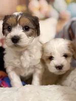 Cappuccino , a male Coton de Tulear and Poodle - Miniature  for sale in Dickerson, MD – Photo 5 of 10
