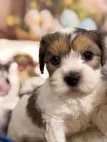Cappuccino , a male Coton de Tulear and Poodle - Miniature  for sale in Dickerson, MD – Photo 7 of 10