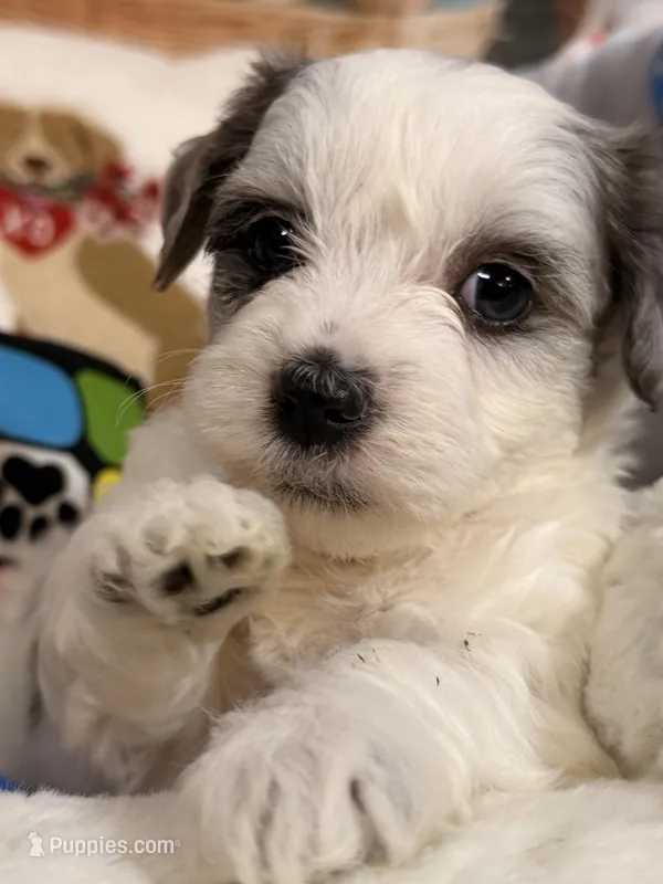 Latte – Coton de Tulear, Poodle - Miniature  puppy for sale in Dickerson, MD