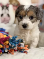 Cappuccino , a male Coton de Tulear and Poodle - Miniature  for sale in Dickerson, MD – Photo 2 of 10