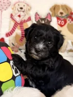 Espresso , a male Coton de Tulear and Poodle - Miniature  for sale in Dickerson, MD – Photo 7 of 8