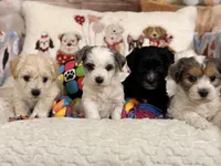 Espresso , a male Coton de Tulear and Poodle - Miniature  for sale in Dickerson, MD – Photo 5 of 8