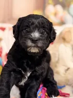 Espresso , a male Coton de Tulear and Poodle - Miniature  for sale in Dickerson, MD – Photo 1 of 8