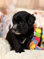 Espresso , a male Coton de Tulear and Poodle - Miniature  for sale in Dickerson, MD – Photo 2 of 8