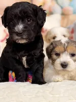 Espresso , a male Coton de Tulear and Poodle - Miniature  for sale in Dickerson, MD – Photo 3 of 8