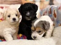 Espresso , a male Coton de Tulear and Poodle - Miniature  for sale in Dickerson, MD – Photo 4 of 8