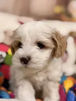 Macchiato , a female Coton de Tulear and Poodle - Miniature  for sale in Dickerson, MD – Photo 2 of 7
