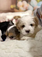 Macchiato , a female Coton de Tulear and Poodle - Miniature  for sale in Dickerson, MD – Photo 4 of 7