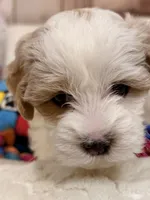 Macchiato , a female Coton de Tulear and Poodle - Miniature  for sale in Dickerson, MD – Photo 7 of 7