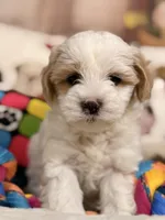 Macchiato , a female Coton de Tulear and Poodle - Miniature  for sale in Dickerson, MD – Photo 1 of 7